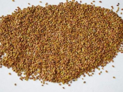 紫云英種子那里能買到？