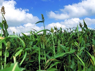 甜高粱種子在哪里能買到？