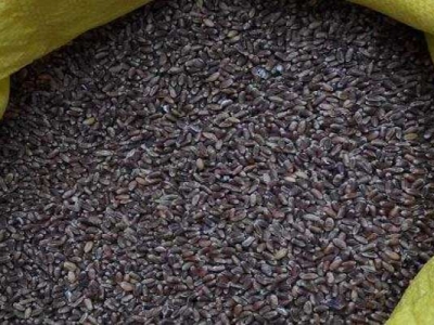 哪里可以買到黑小麥種子？