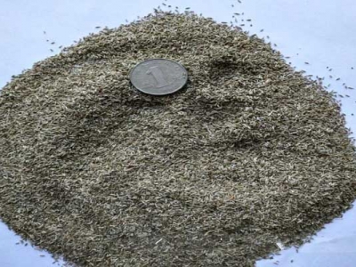 紫苑種子能播種嗎？