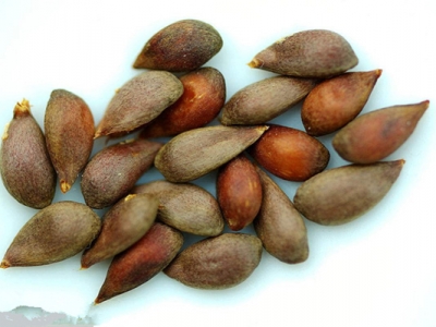 蘋果種子能發(fā)芽嗎？