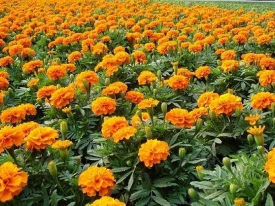 孔雀草種子能種出來嗎？