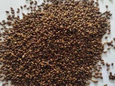 三色堇種子什么時候播種？