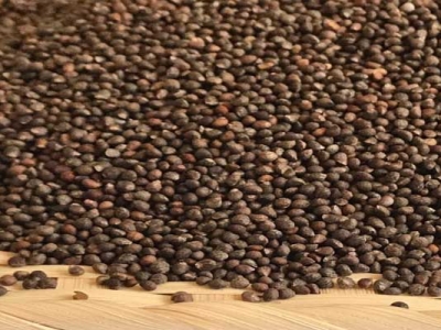 紫蘇種子第二年還能種植嗎？