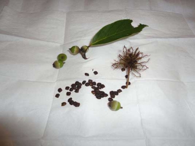 含羞草種子6月能種嗎？