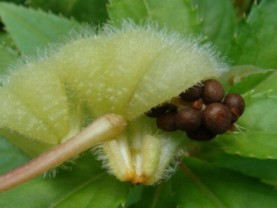 指甲花種子嫩的能種嗎？