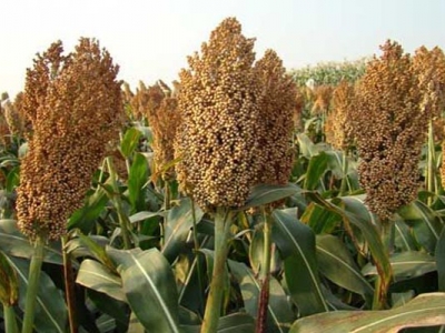 去年甜高粱種子還能種嗎？