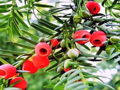 北方紅豆杉種子三月能種嗎？