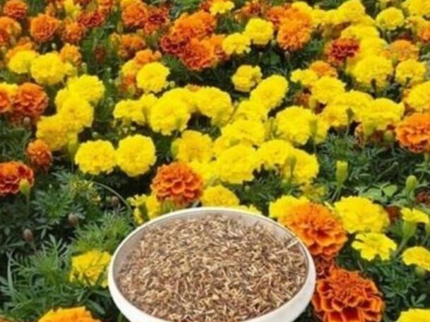 1646132771636879.jpg 7.jpg