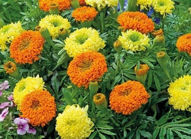 1646132797994770.jpg 7++.jpg