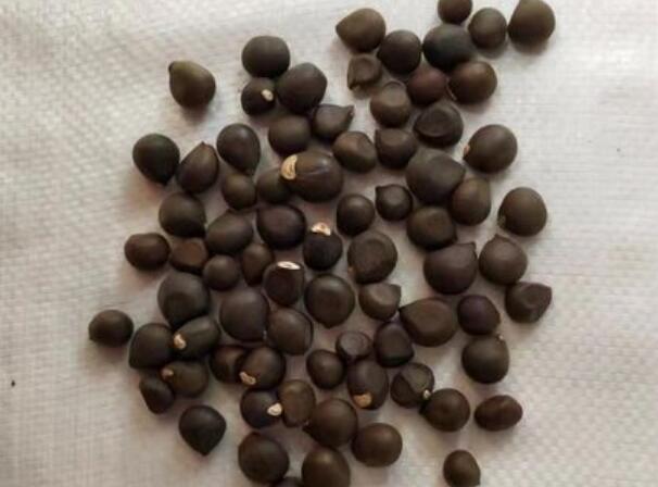 1646292724718068.jpg 3.jpg