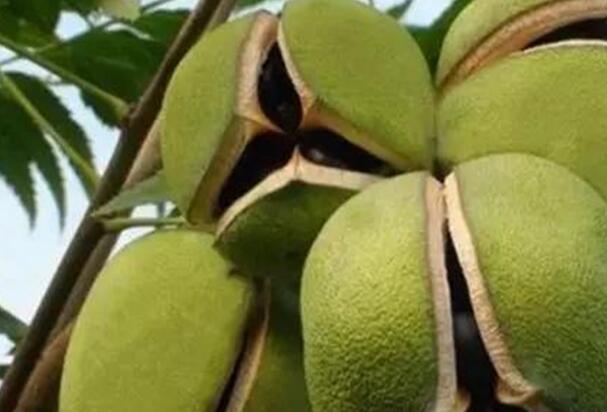 1646292738732642.jpg 3+.jpg