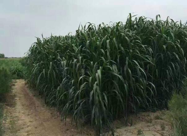 1646755921696805.jpg 000.jpg