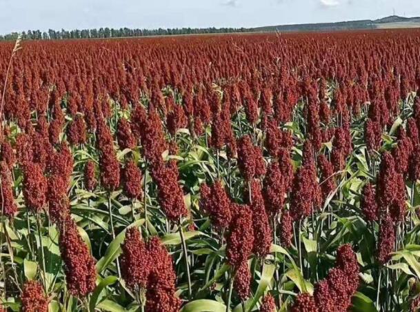 1646755934625310.jpg 0.jpg