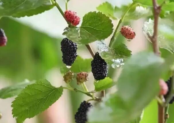 1647961874175953.jpg 1+.jpg