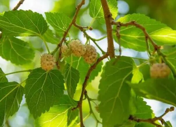 1647961888382771.jpg 1++.jpg