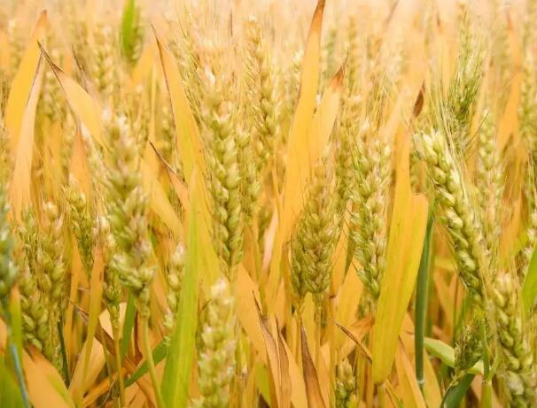 1648269101849591.jpg 6+.jpg