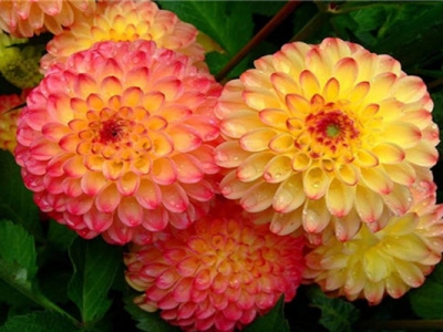 七月份種大麗花種球還會開花嗎？