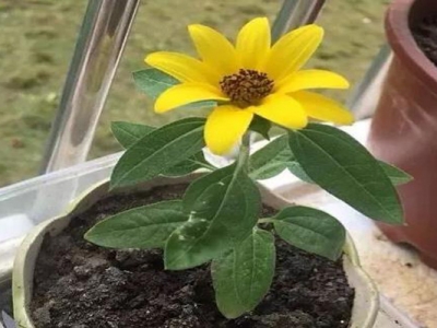 小矮人迷你向日葵的開花季？