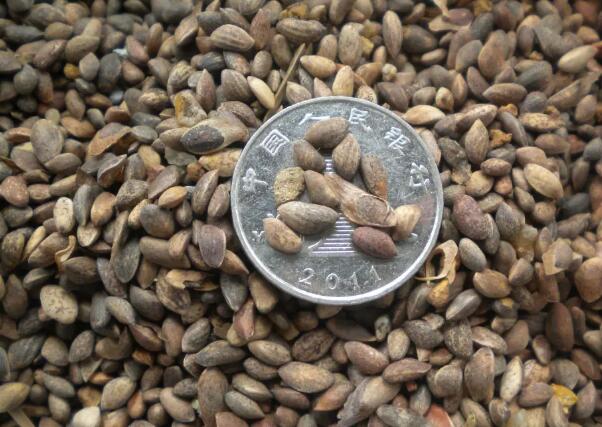 1649001008237437.jpg 7.jpg