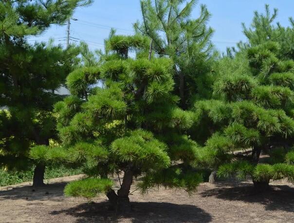 1649001033898341.jpg 7++.jpg