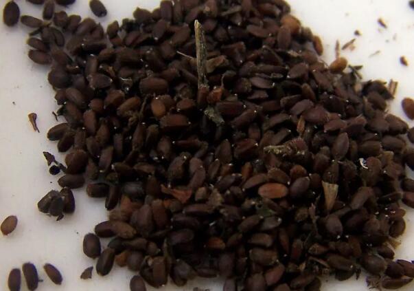 1649002536131629.jpg 2.jpg