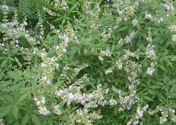 1649065379846001.jpg 8+.jpg