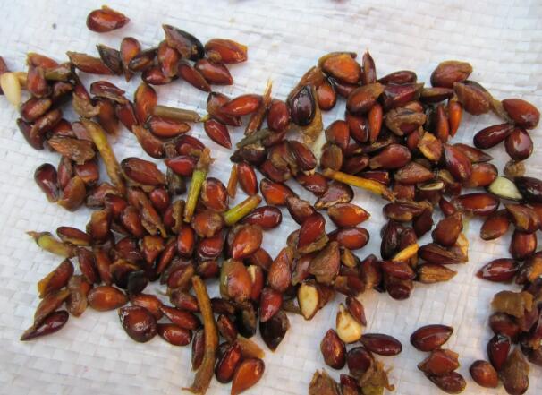 1649151755336063.jpg 2.jpg