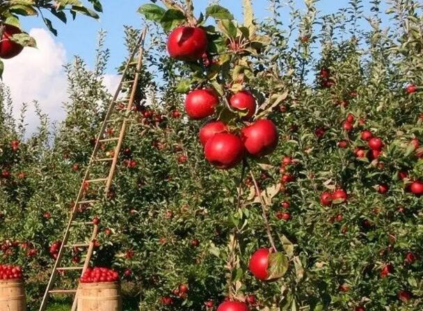 1649151782856983.jpg 2++.jpg