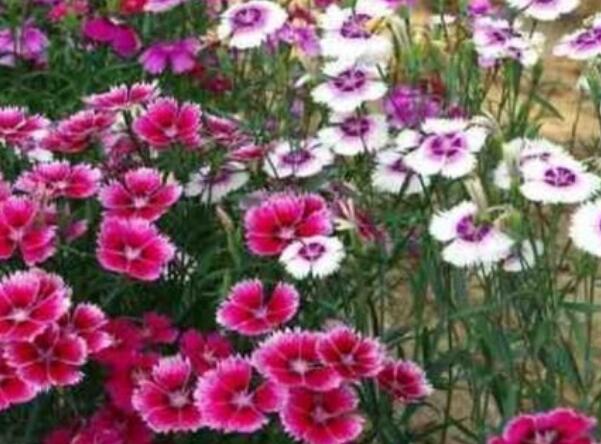 1649220328147743.jpg 7++.jpg