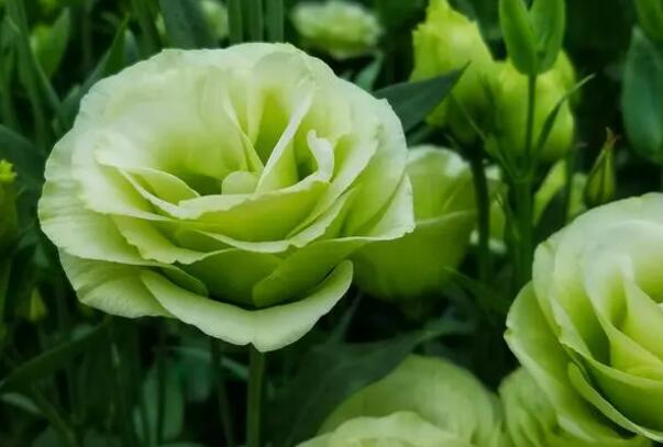 1649253209614162.jpg 8++.jpg