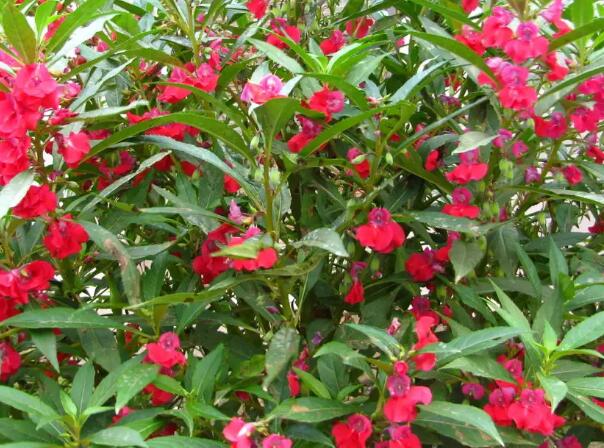 1649387751544882.jpg 6++.jpg