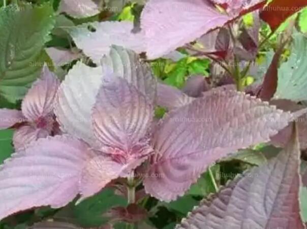 1649389083413899.jpg 2++.jpg