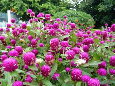 南方七月份可以播千日紅種子嗎？