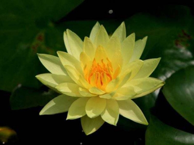 睡蓮種子不開口可以發(fā)芽嗎？