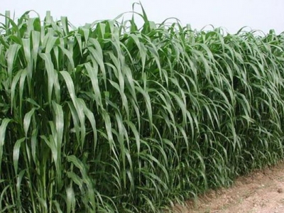 高丹草種子可以自己留種嗎？