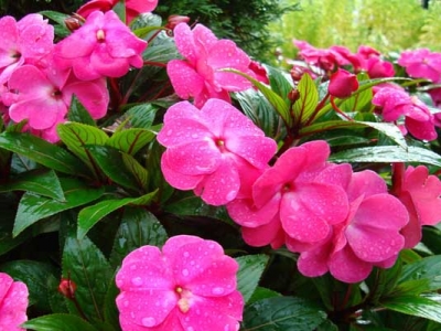 鳳仙花種子七月可以種嗎？