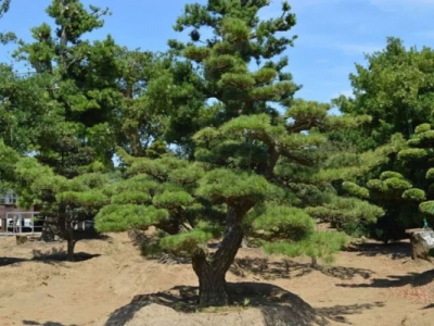 黑松種子可以用河砂種植嗎？