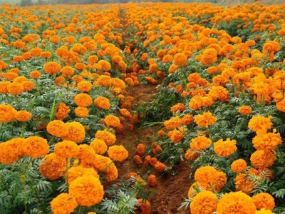 萬(wàn)壽菊種子七月份可以播種嗎？