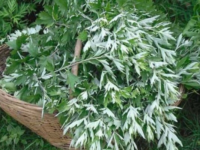 秋天可以種艾草種子嗎？