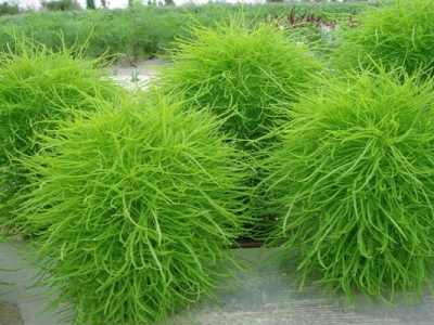 七月份可以種植地膚種子嗎？