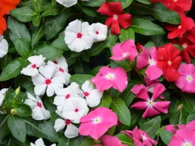 長(zhǎng)春花種子可以直接播種嗎？