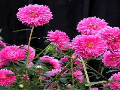 翠菊種子多久開花？