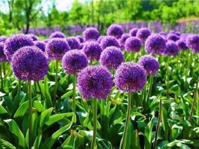 大花蔥種子多長時(shí)間開花？