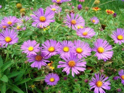 荷蘭菊種子到什么時(shí)候開花？