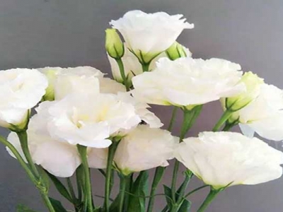 洋桔梗種子從發(fā)芽到開花得多長(zhǎng)時(shí)間？