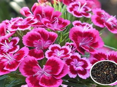 五彩石竹種子多久發(fā)芽開(kāi)花？