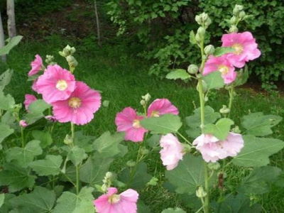 蜀葵種子播種多久開花？