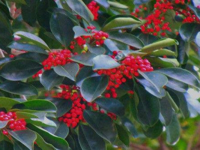 紅果冬青適合什么季節(jié)種？