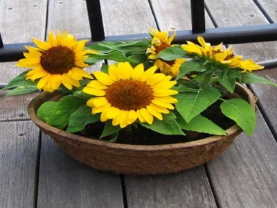 小矮人迷你向日葵適合什么季節(jié)種？